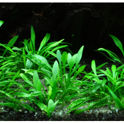 Cryptocoryne parva