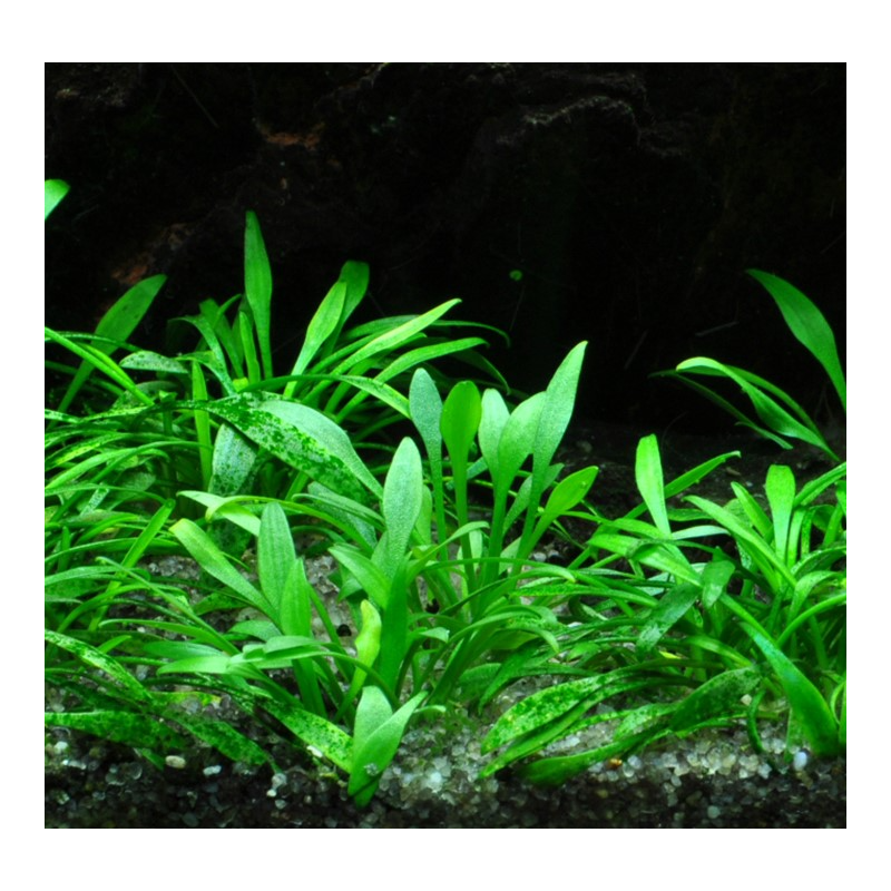Cryptocoryne parva