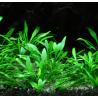 Cryptocoryne parva