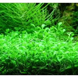 Glossostigma elatinoides – Tapis végétal pour aquarium