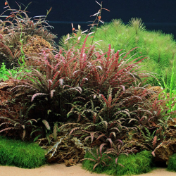 Hygrophila pinnatifida