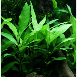 Hygrophila siamensis