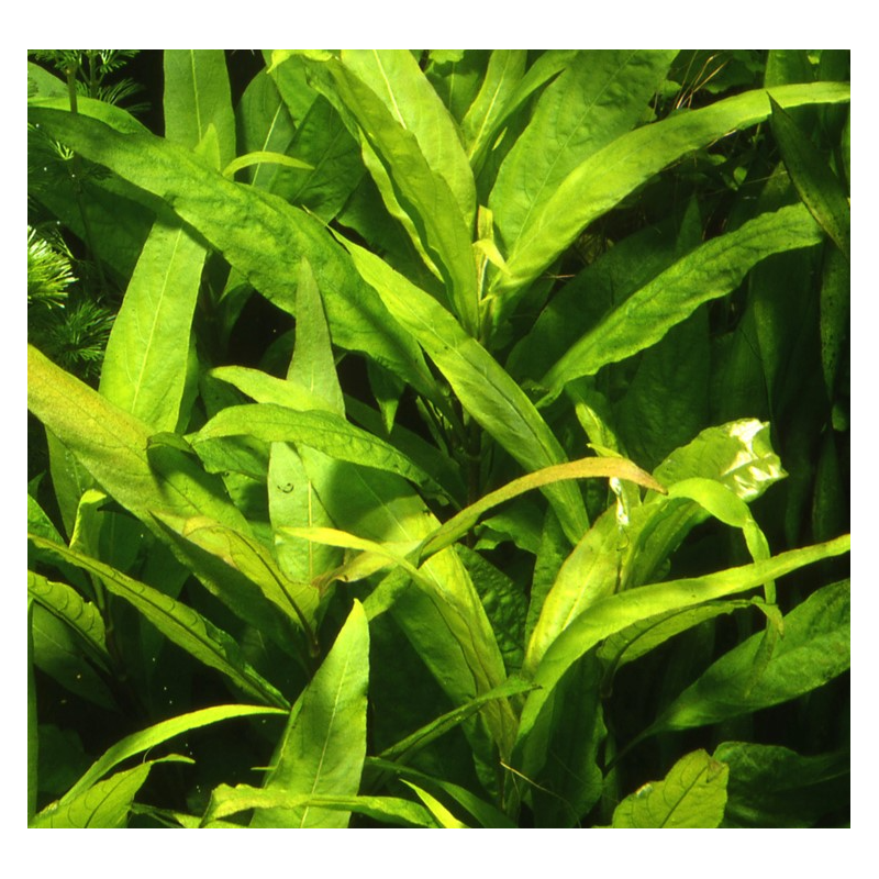 Hygrophila stricta