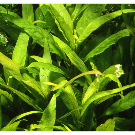 Hygrophila stricta