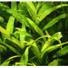 Hygrophila stricta