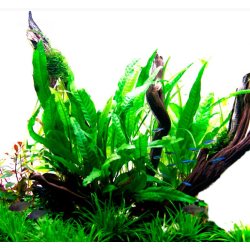 Microsorum pteropus