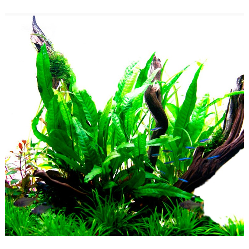 Microsorum pteropus