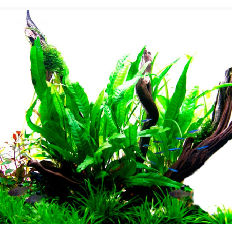 Microsorum pteropus
