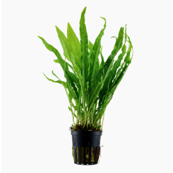 Microsorum pteropus