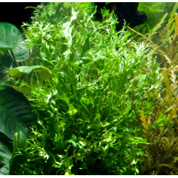 Microsorum Windeløv