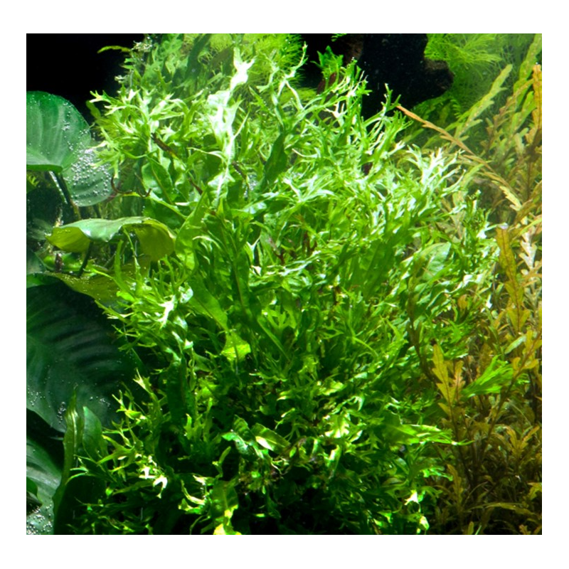 Microsorum Windeløv