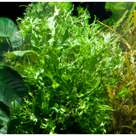 Microsorum Windeløv