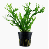 Microsorum Windeløv
