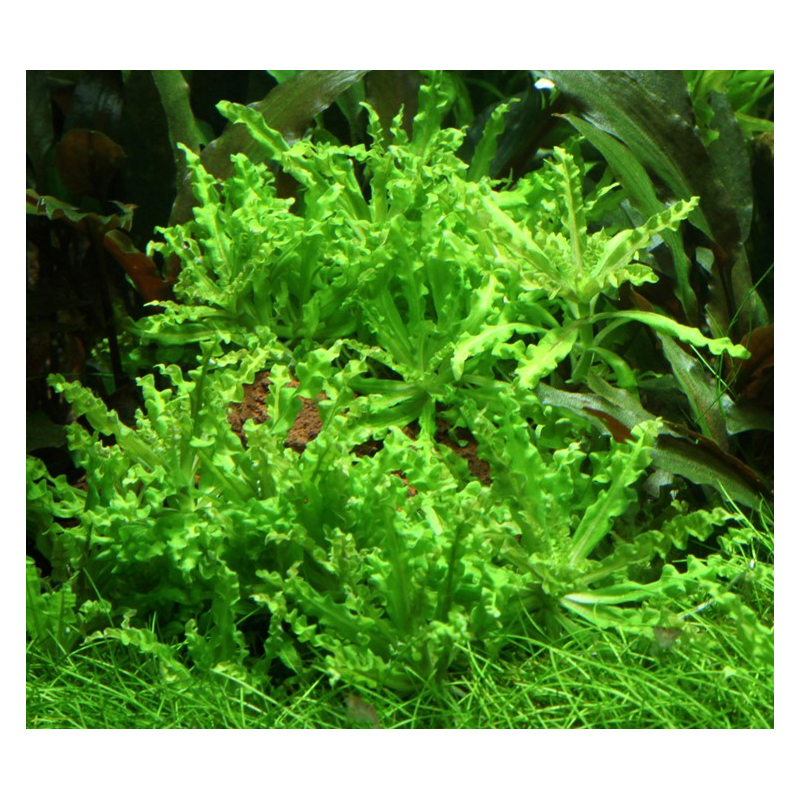 Pogostemon helferi