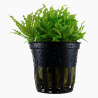Pogostemon helferi