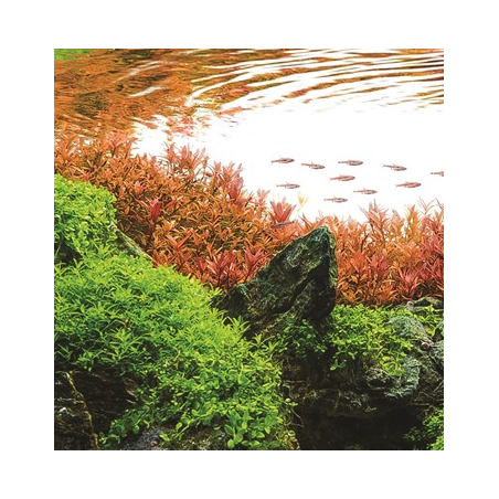 Rotala 'vietnam h'ra'