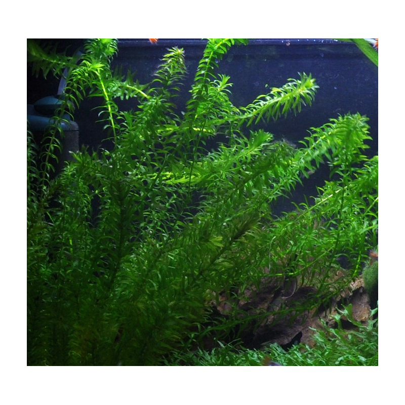 Egeria densa / Elodée