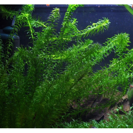 Egeria densa / Elodée