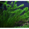 Egeria densa / Elodée