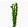 Egeria densa / Elodée