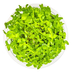 In-Vitro - Bacopa australis