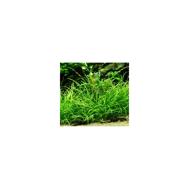 In-Vitro - Echinodorus tenellus