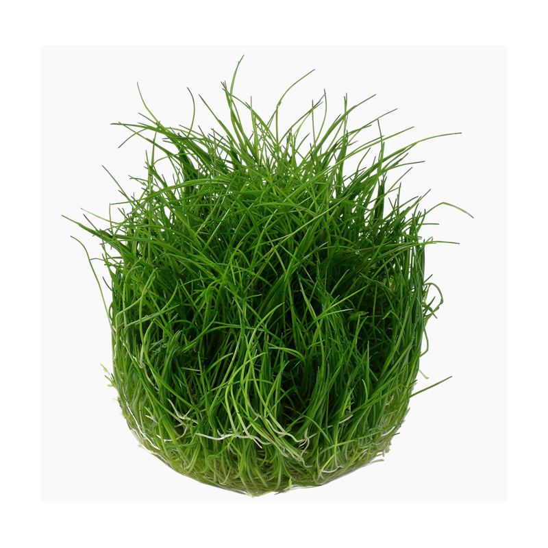 In-Vitro - Eleocharis sp. mini