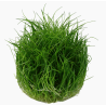 In-Vitro - Eleocharis sp. mini
