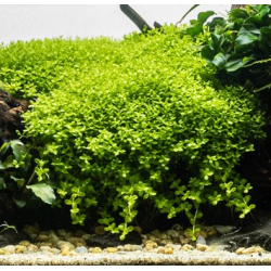 In-Vitro - Micranthemum Monte Carlo