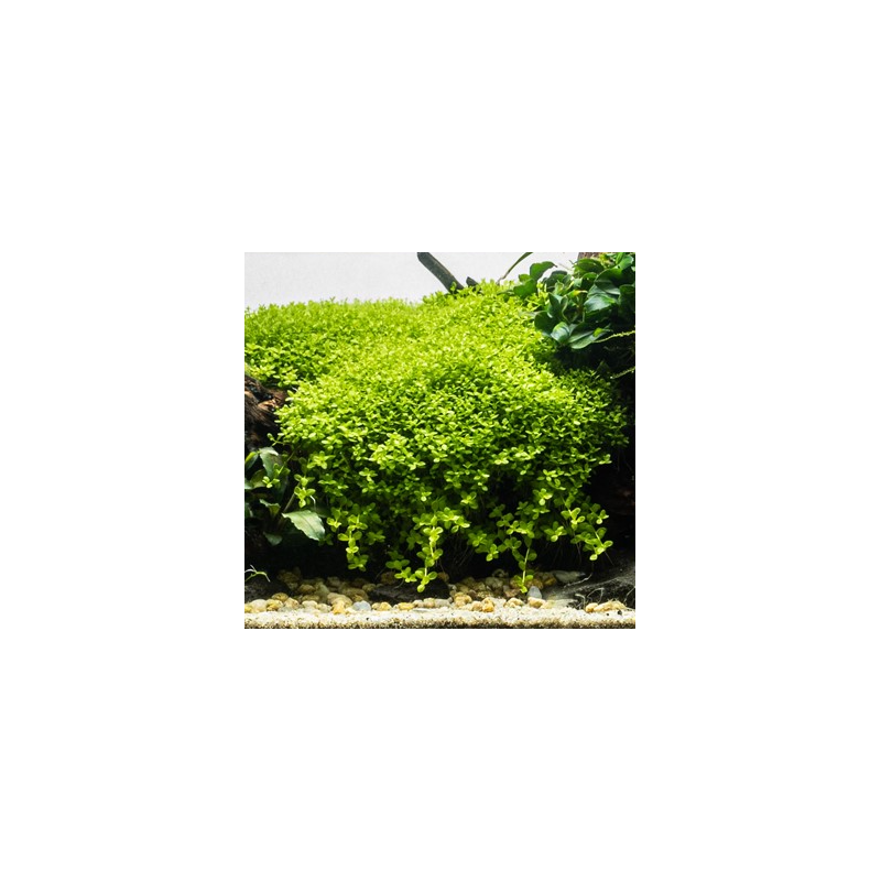 In-Vitro - Micranthemum Monte Carlo