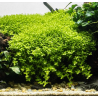 In-Vitro - Micranthemum Monte Carlo