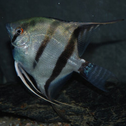 Pterophyllum scalare amazon - (Scalaire) 3 cm