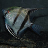 Pterophyllum scalare amazon - (Scalaire) 3 cm