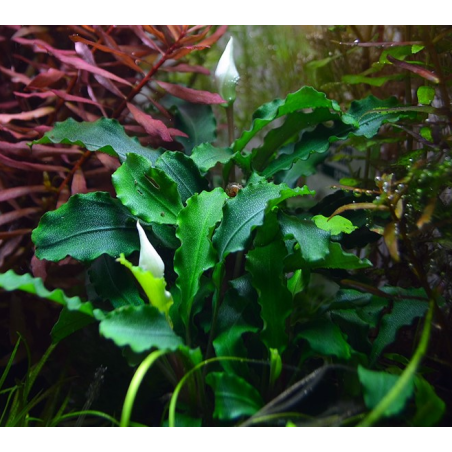 Bucephalandra mix