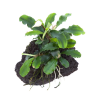 Bucephalandra mix