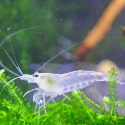 Crevette Amano White – Caridina multidentata blanche anti-algues