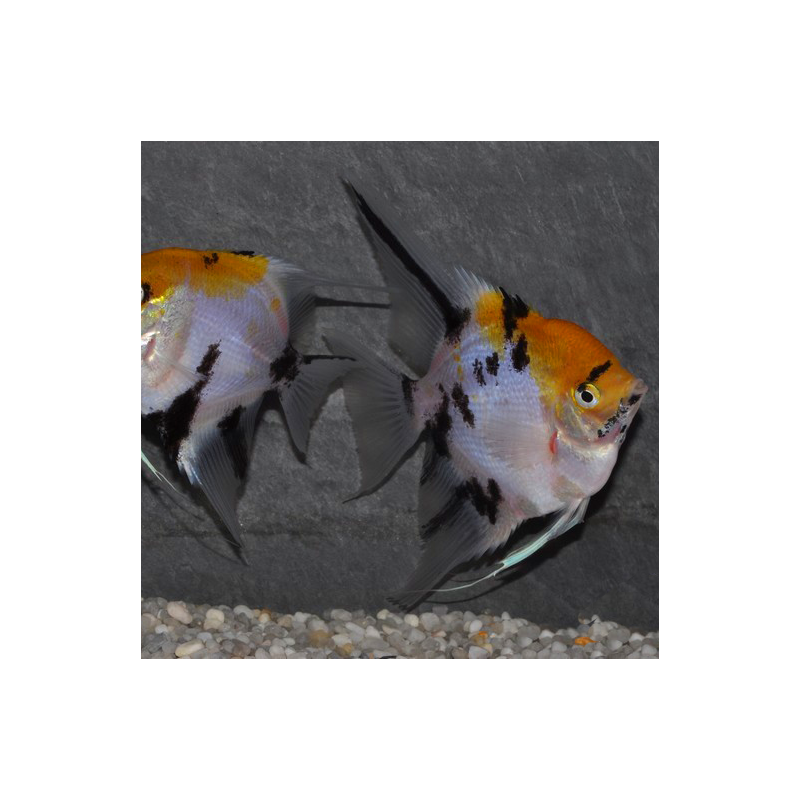 Pterophyllum scalare koi - (Scalaire) 3 cm