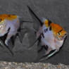 Pterophyllum scalare koi - (Scalaire) 3 cm