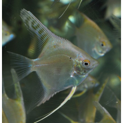 Pterophyllum scalare doré - (Scalaire) 3 cm