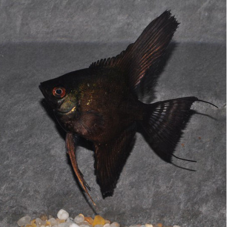 Pterophyllum scalare noir - (Scalaire) 3,5 cm