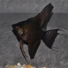 Pterophyllum scalare noir - (Scalaire) 3,5 cm