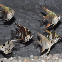 Pterophyllum scalare assortis - (Scalaire) 7-8,5 cm