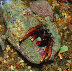 Calcinus gaimardii