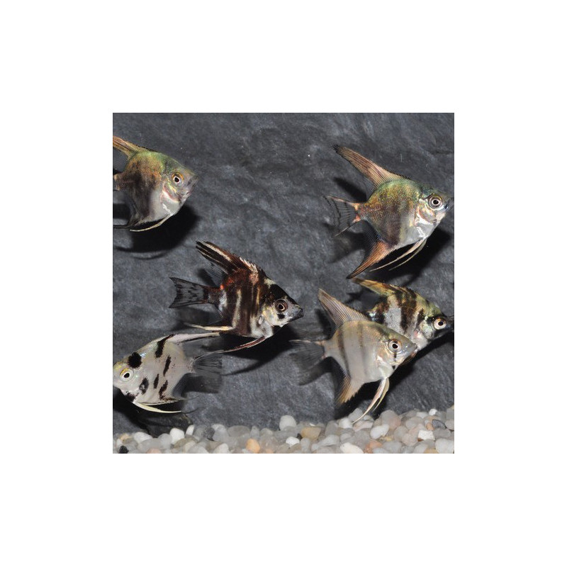 Pterophyllum scalare assortis - (Scalaire) 3 cm