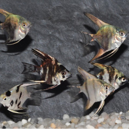 Pterophyllum scalare assortis - (Scalaire) 3 cm