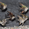 Pterophyllum scalare assortis - (Scalaire) 3 cm