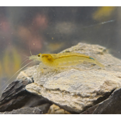 Crevette Amano Yellow S – Caridina multidentata jaune pour aquarium
