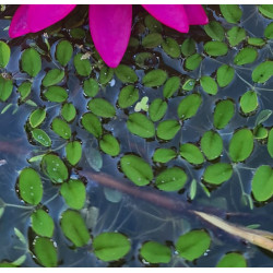Salvinia natans – Plante flottante pour aquarium