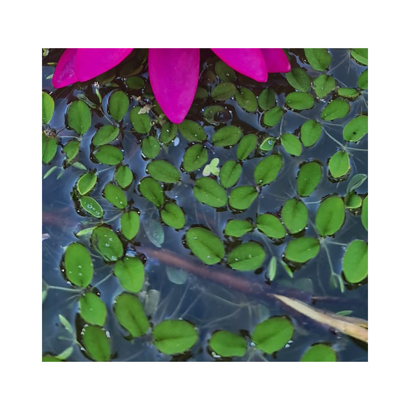 Salvinia natans – Plante flottante pour aquarium