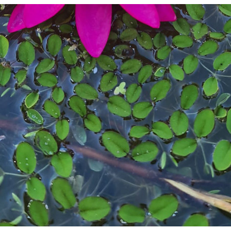 Salvinia natans – Plante flottante pour aquarium